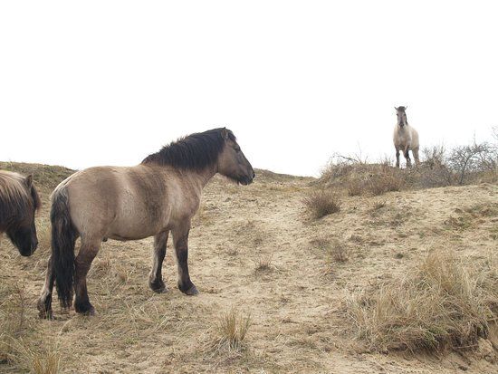 Réserve Naturelle du Westhoek