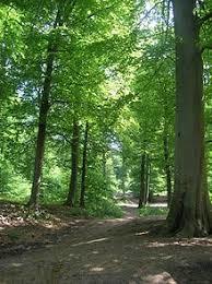 Forêt de Chantilly
