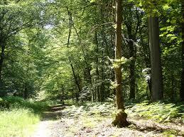 la Forêt domaniale de Laigue