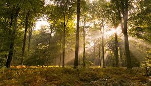forêt de Crécy