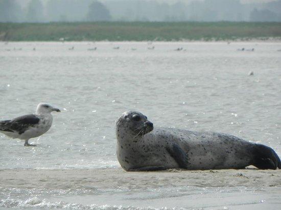 Inuit Guides Baie de Somme